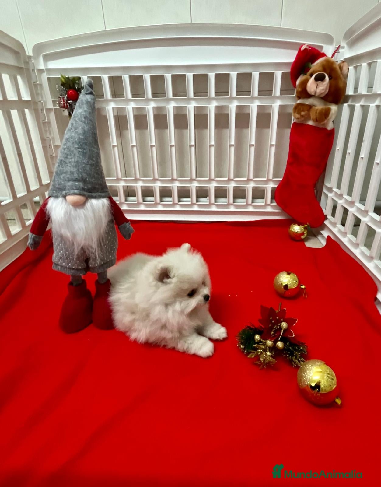 Pomerania perros Lulú de pomerania  en Barcelona - Anuncio 19