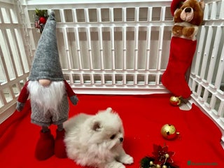 Pomerania perros en Barcelona - Anuncio 13