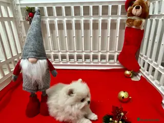 Pomerania perros Lulú de pomerania en Barcelona - Anuncio 32