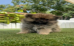 Pomerania perros en venta: POMERANIA MACHO - Imagen 6