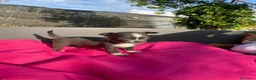 Chihuahua perros en venta: PRECIOSOS CHIHUAHUA RUSO Y ASIÁTICO  - Anuncio 12