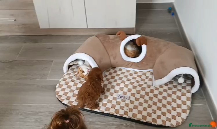 Caniche Toy perros CANICHE MACHITO TOY CHIQUITÍN  - Anuncio 1