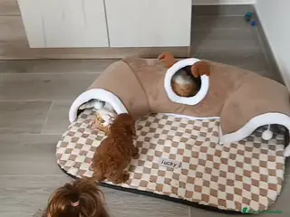 Caniche Toy perros CANICHE MACHITO TOY CHIQUITÍN - Anuncio 1