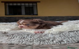Chihuahua perros en venta: CHIHUAHUA PELO LARGO - Imagen 3