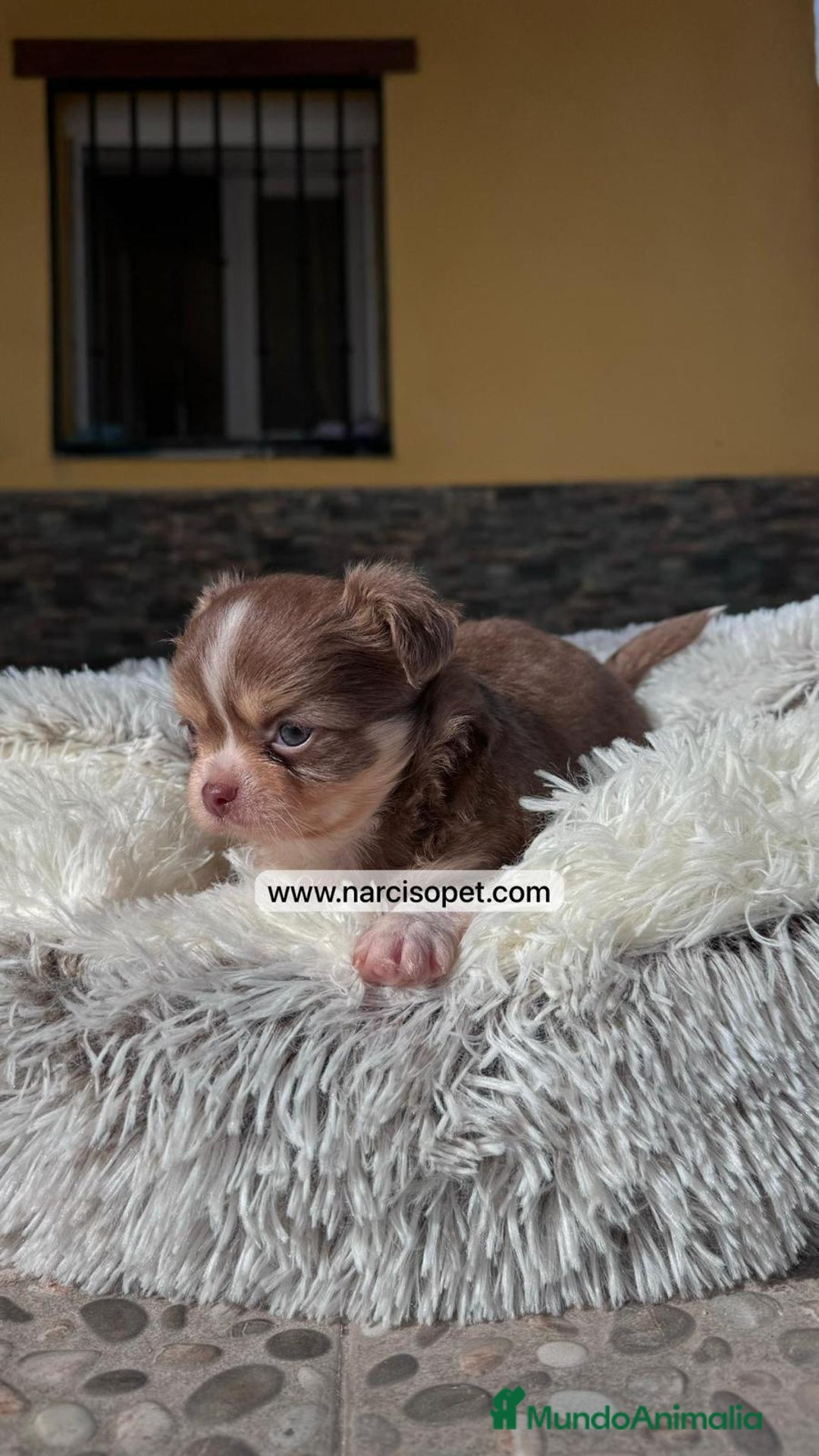 Chihuahua perros en venta: CHIHUAHUA PELO LARGO - Imagen 3