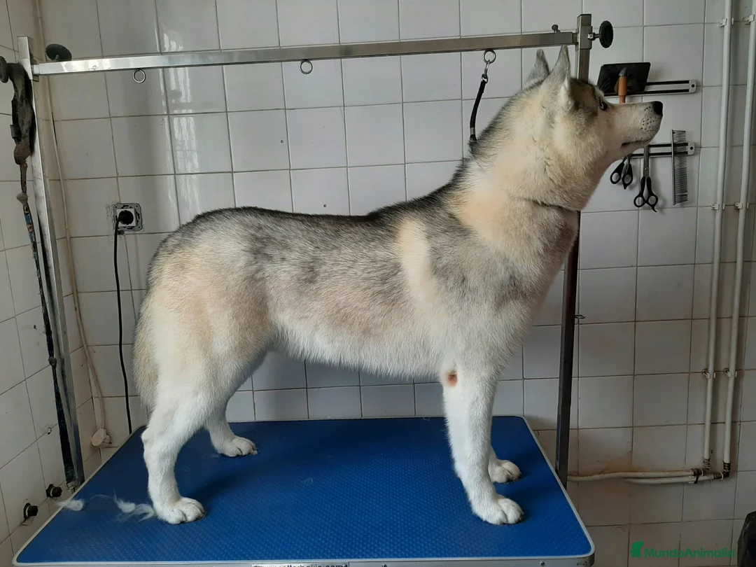 Husky Siberiano perros en venta: HUSKY SIBERIANO  - Anuncio 5