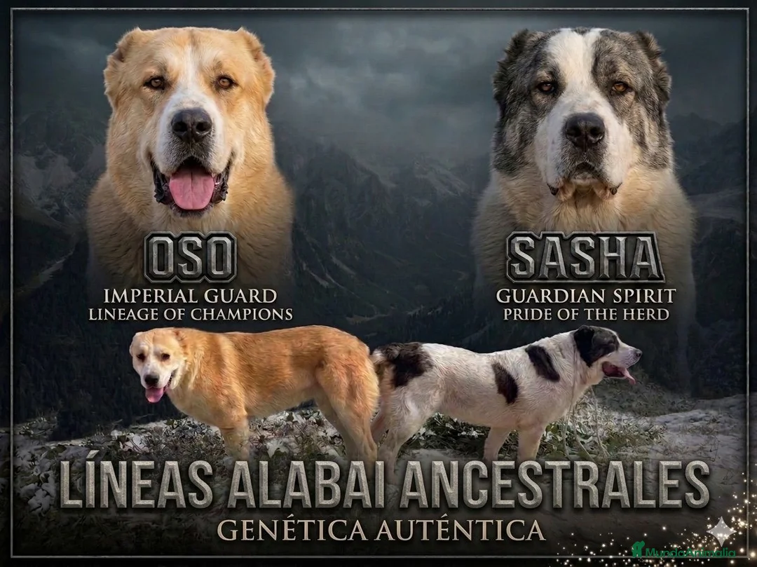 Pastor de Asia Central perros en venta: Cachorros Alabai  - Anuncio 2