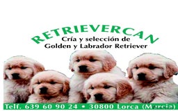Golden Retriever perros en venta: Cachorros golden con pedigree  - Anuncio 1
