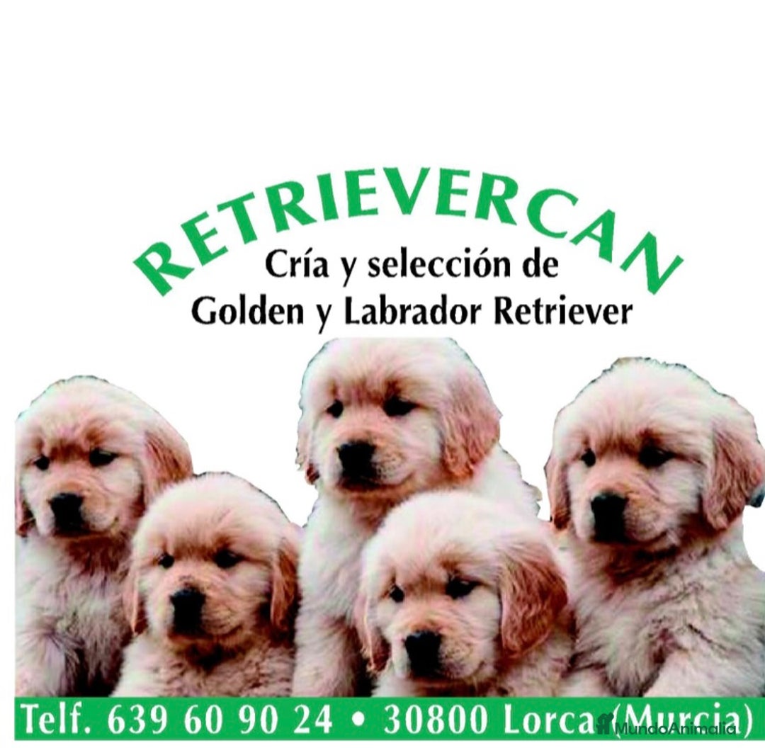 Golden Retriever perros en venta: Cachorros golden con pedigree  - Anuncio 1