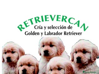 Golden Retriever perros Cachorros golden con pedigree - Anuncio 1