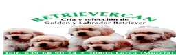 Golden Retriever perros en venta: Cachorros golden retriever con pedigree  - Anuncio 1