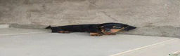 Teckel perros en venta: Machito teckel negro y fuego  - Anuncio 1