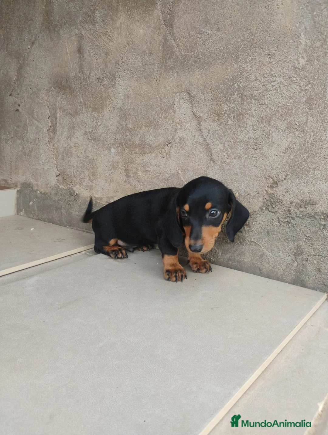 Teckel perros en venta: Machito teckel negro y fuego  - Anuncio 1