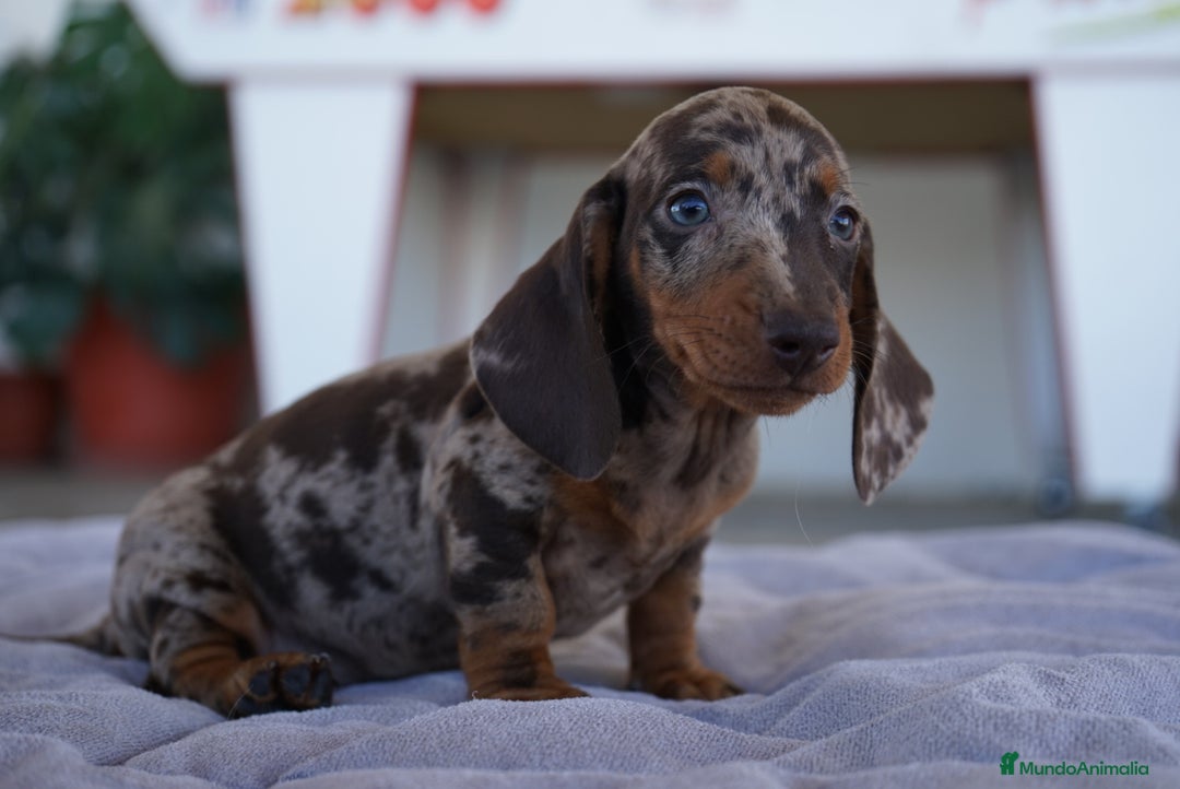Teckel perros en venta: 🐾 Teckel miniatura – Curry Merlé chocolate 🍫 - Imagen 8