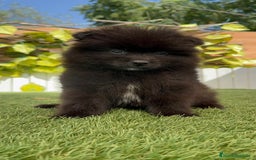 Pomerania perros en venta: POMERANIA MACHO - Imagen 5