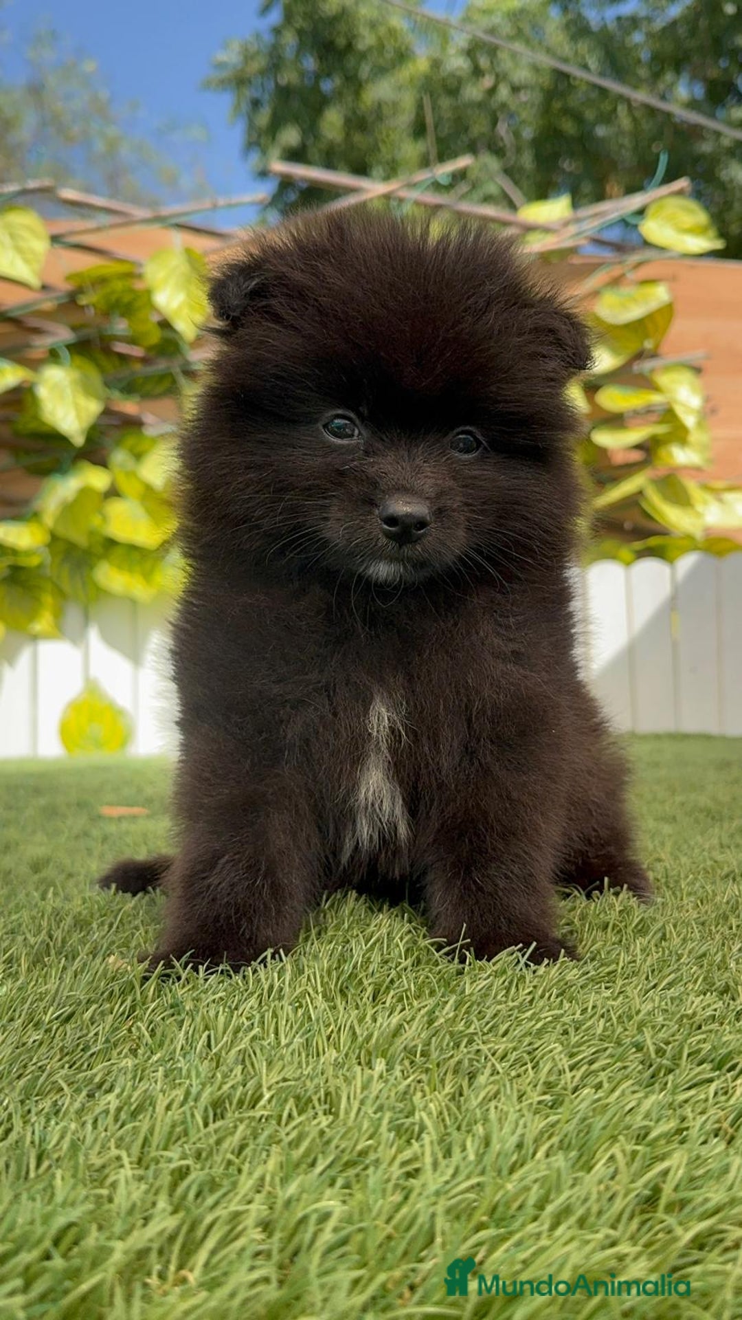 Pomerania perros en venta: POMERANIA MACHO - Imagen 5