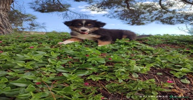 Pastor Australiano perros - Anuncio 8