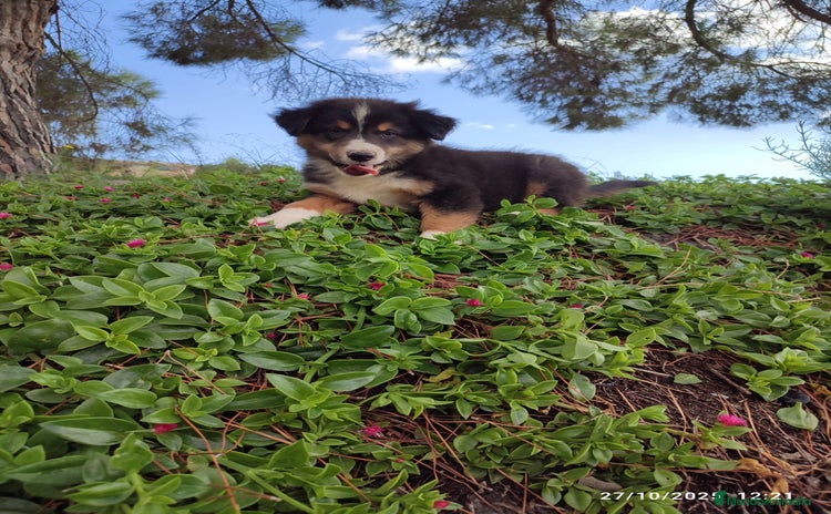 Pastor Australiano perros - Anuncio 1