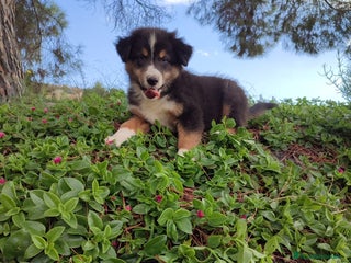 Pastor Australiano perros - Anuncio 25