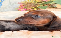 Teckel Miniatura perros en venta: Preciosa camada de Teckel mini  - Anuncio 7