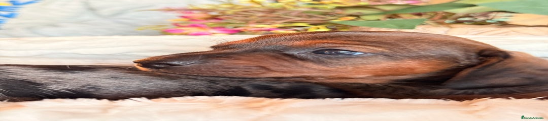 Teckel Miniatura Cachorro 2