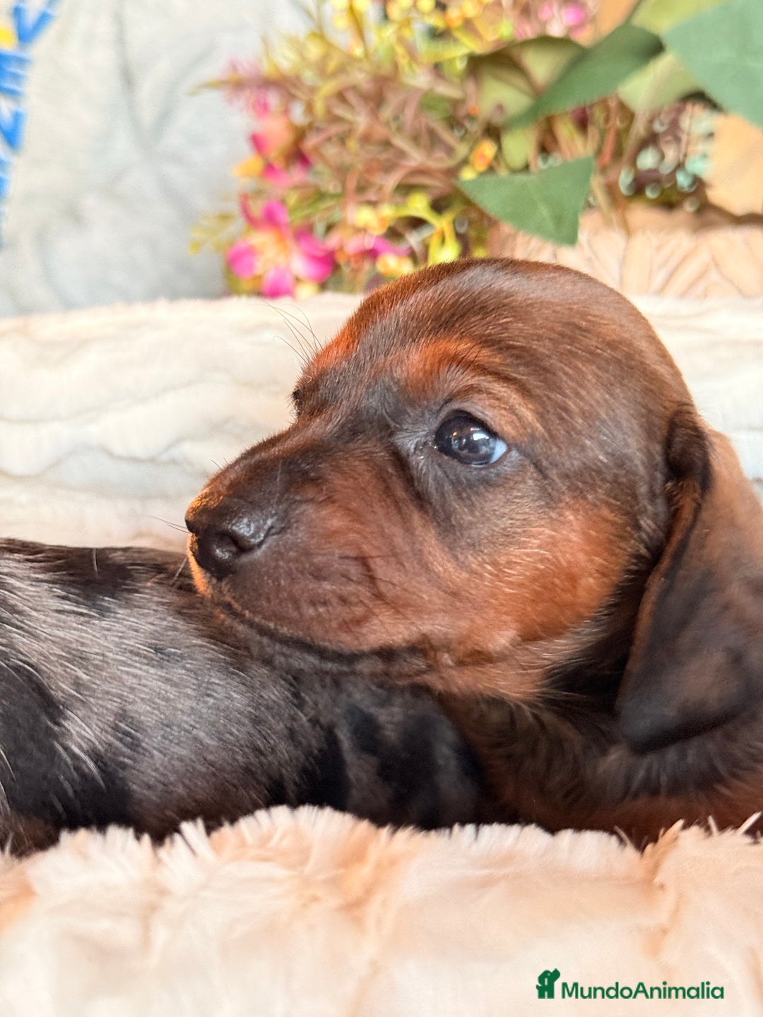 Teckel Miniatura perros en venta: Preciosa camada de Teckel mini  - Anuncio 7