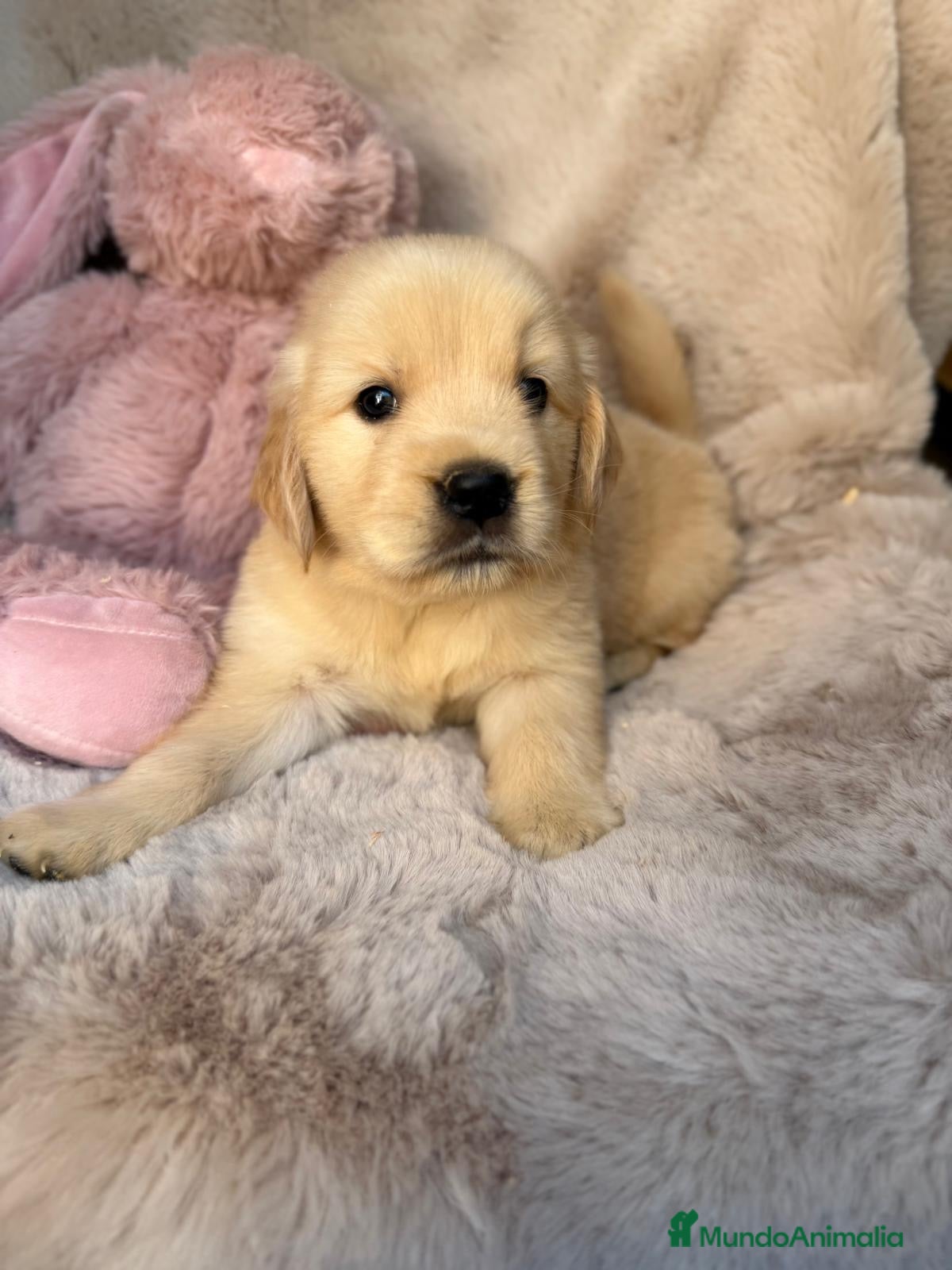 Golden Retriever perros en venta: Preciosa Golden retriever  - Anuncio 6
