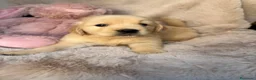 Golden Retriever perros en venta: Preciosa Golden retriever  - Anuncio 1