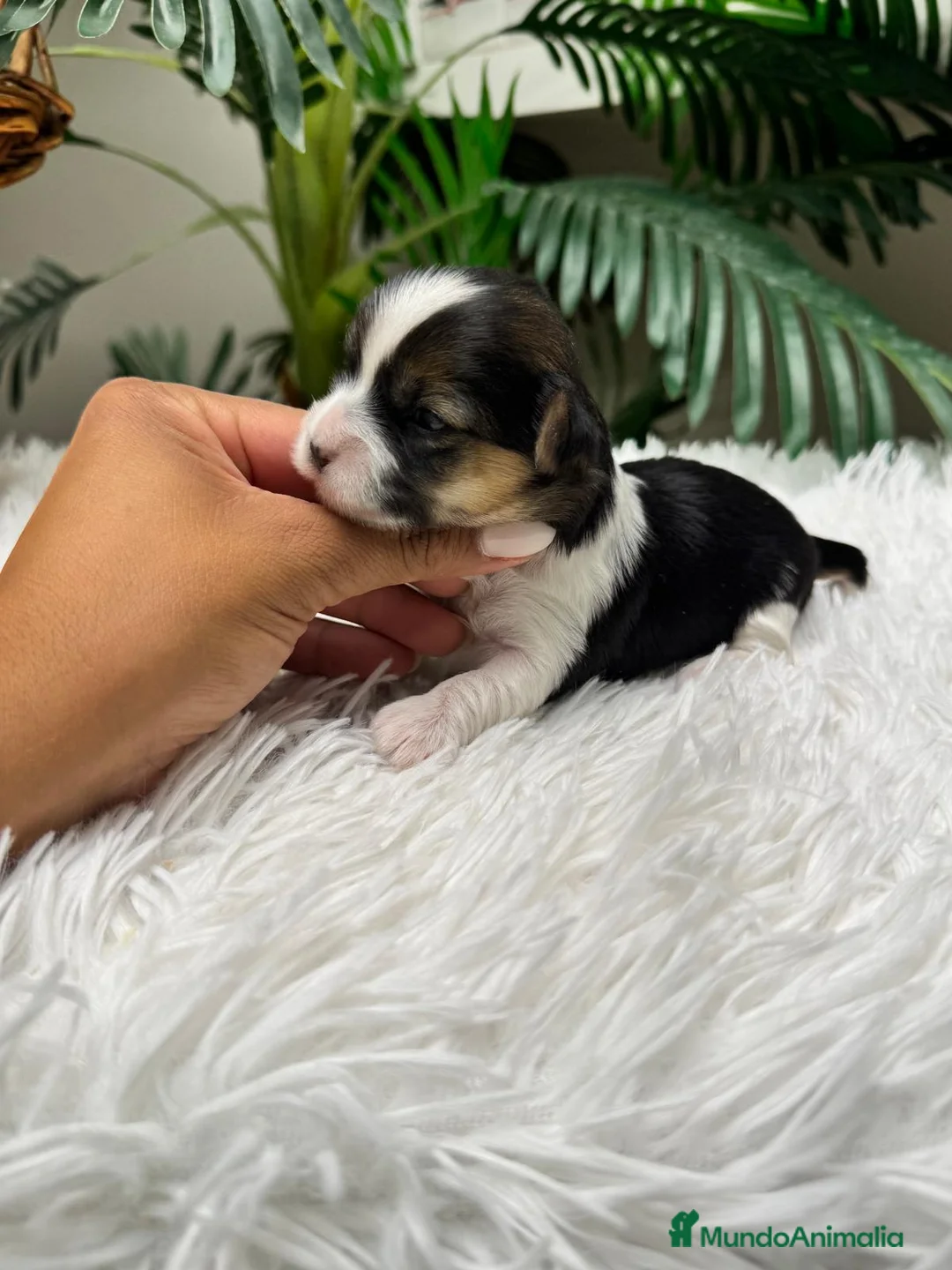 Yorkshire Terrier perros en venta: YORKSHIRE BIEWER - Anuncio 1