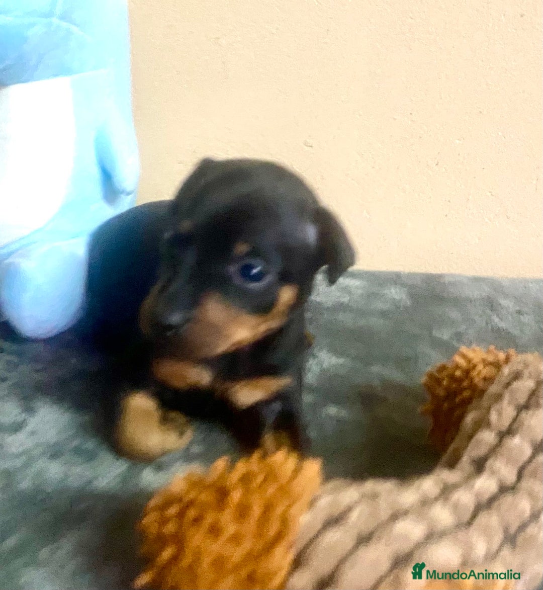 Pinscher Miniatura perros en venta: Pincher Miniatura - Anuncio 6