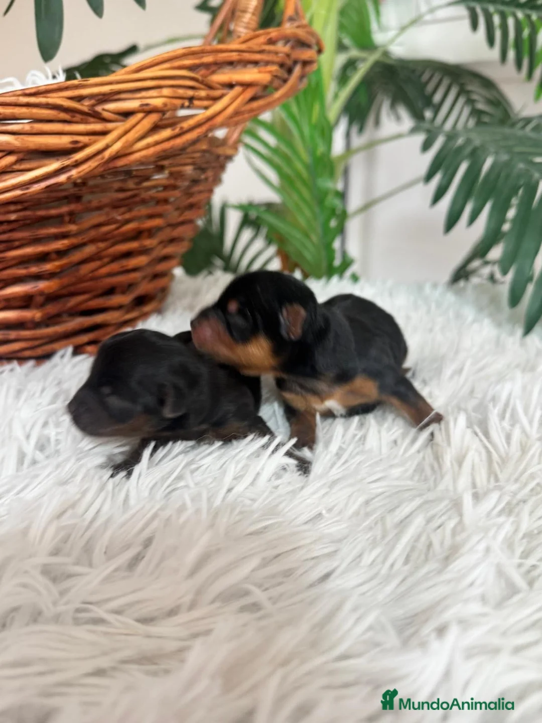 Yorkshire Terrier perros en venta: YORKSHIRE TERRIER - Anuncio 4