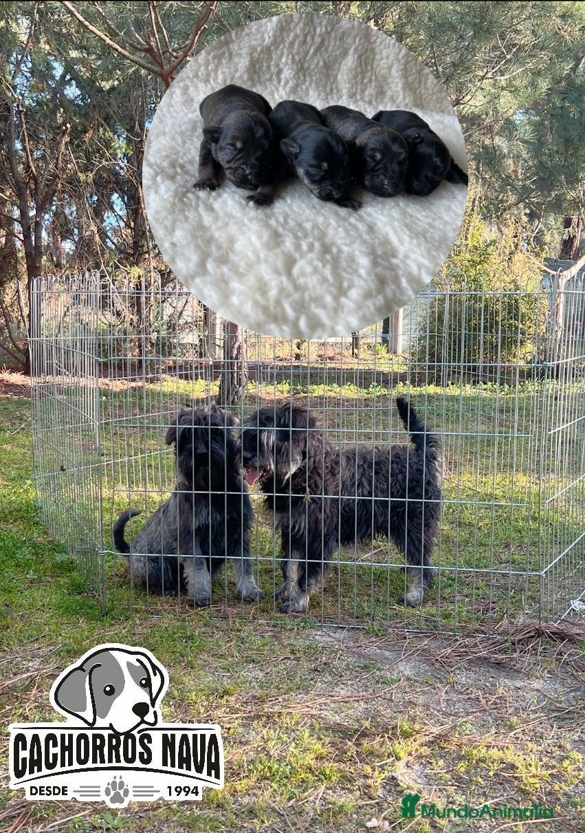 Schnauzer Miniatura perros en venta: Schnauzer miniatura  - Anuncio 1