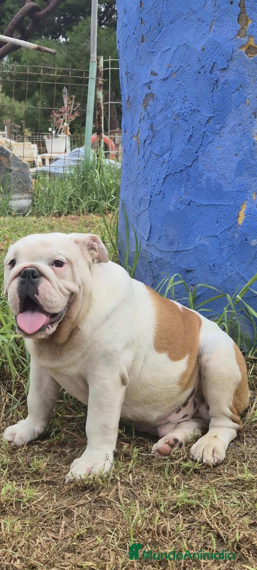 Bulldog Inglés perros Cachorro bulldog ingles  - Anuncio 1