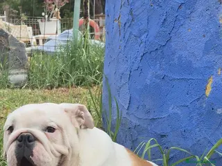 Bulldog Inglés perros Cachorro bulldog ingles - Anuncio 1
