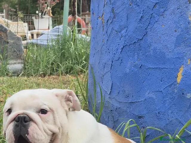 Bulldog Inglés perros en venta: Cachorro bulldog ingles - Anuncio 1
