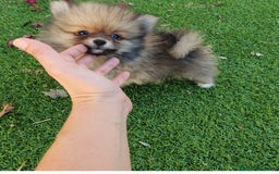 Pomerania perros en venta: Pomerania Toy - Anuncio 5
