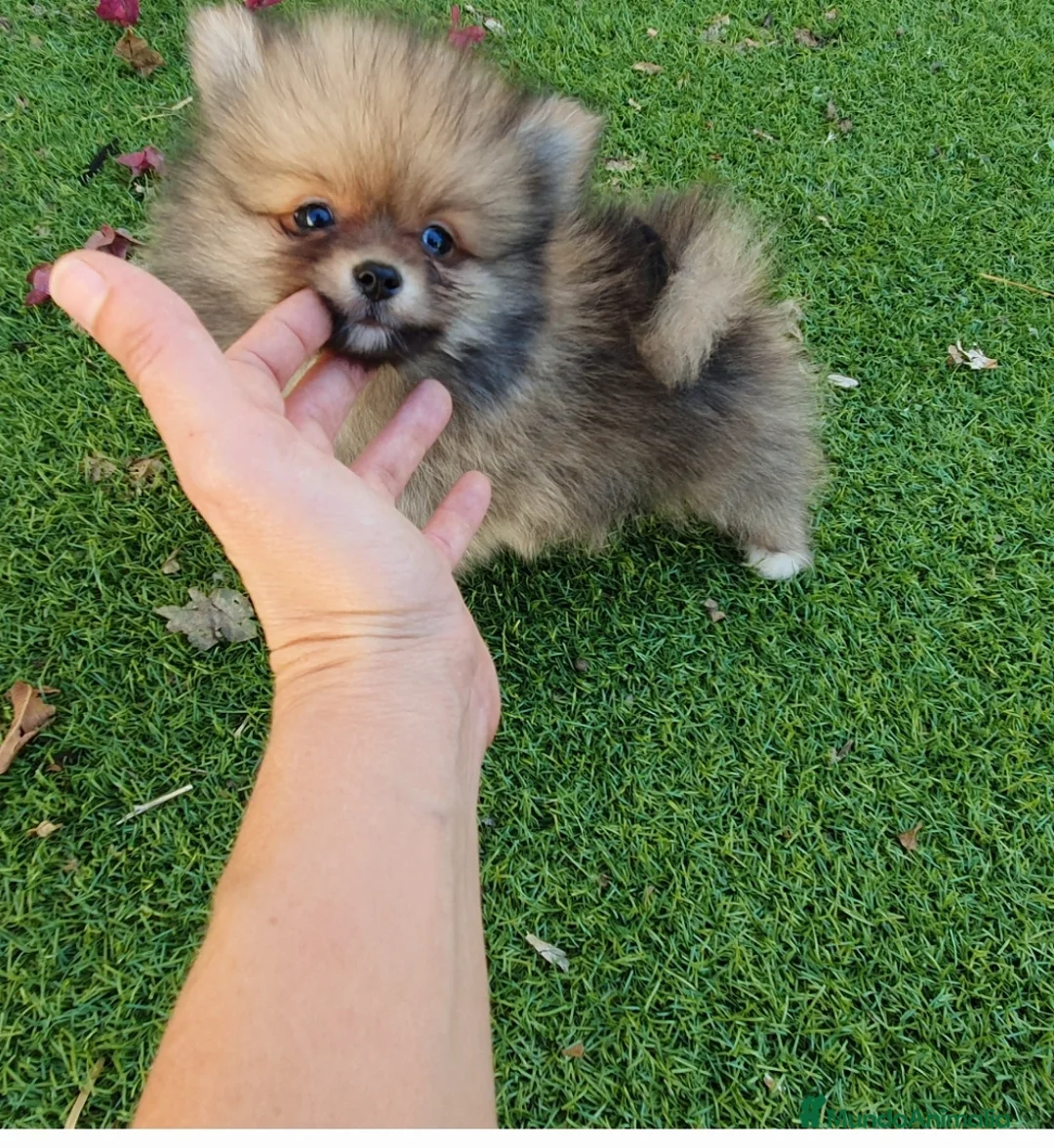 Pomerania perros en venta: Pomerania Toy - Anuncio 5