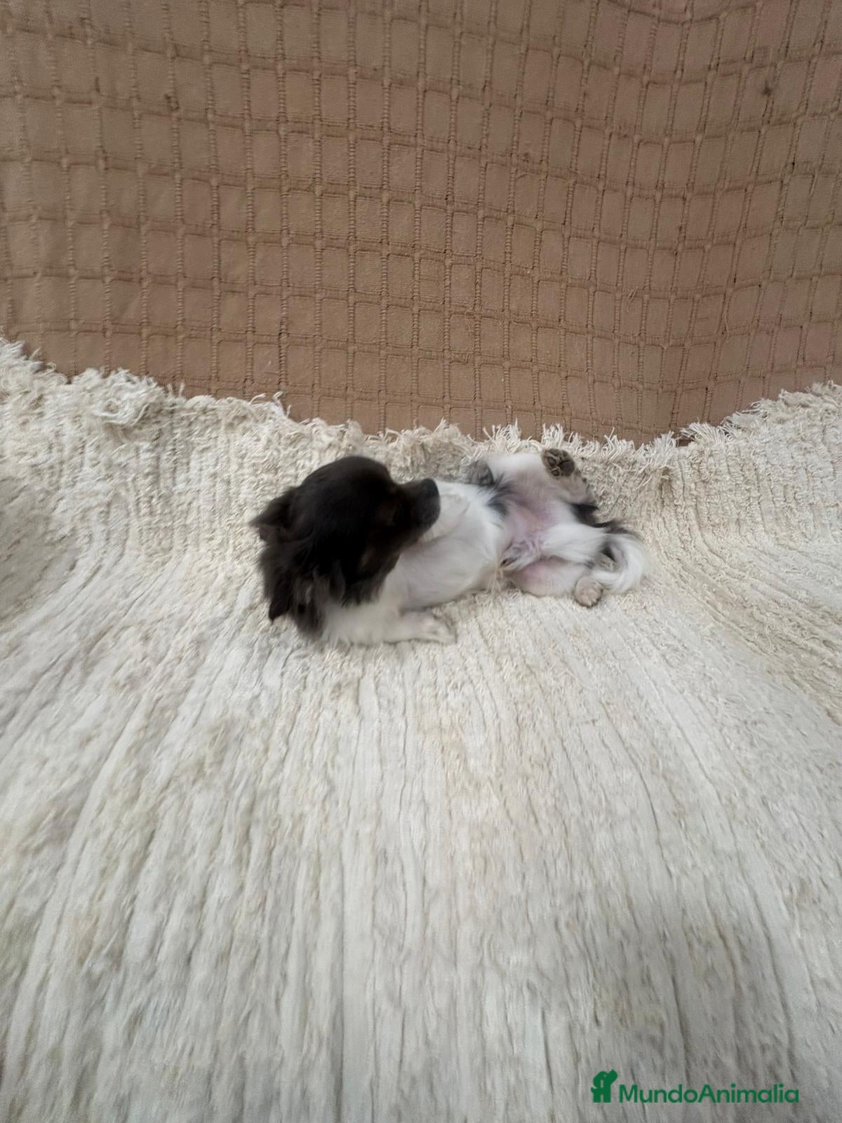 Chihuahua perros Chihuahua semi pelo blue blanco  - Anuncio 16