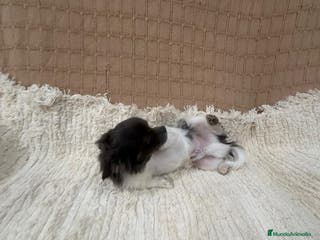 Chihuahua perros Chihuahua semi pelo blue blanco - Anuncio 16