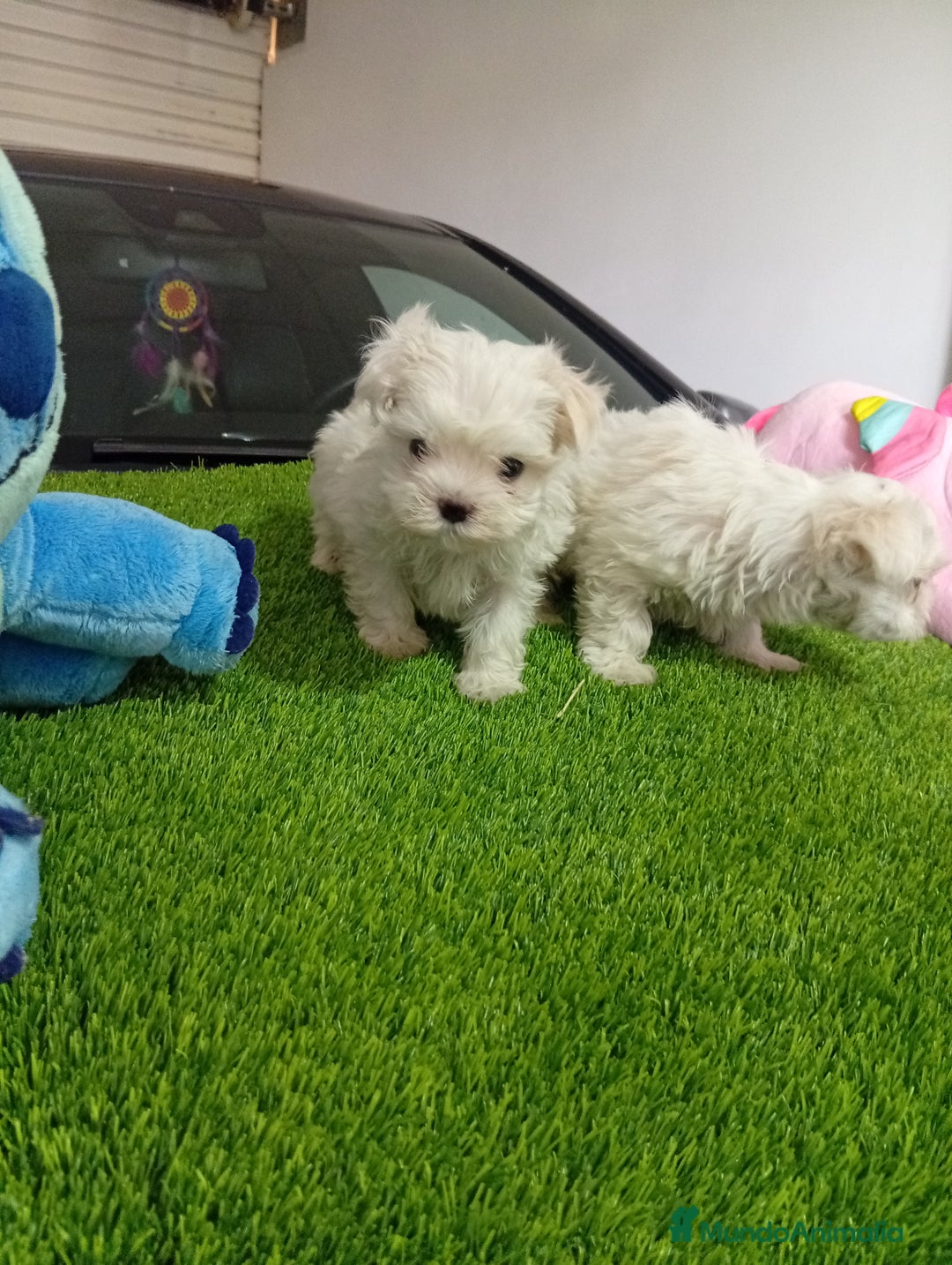 Bichón Maltés perros en venta: OPORTUNIDAD VERANO... MALTES MINI - Imagen 3