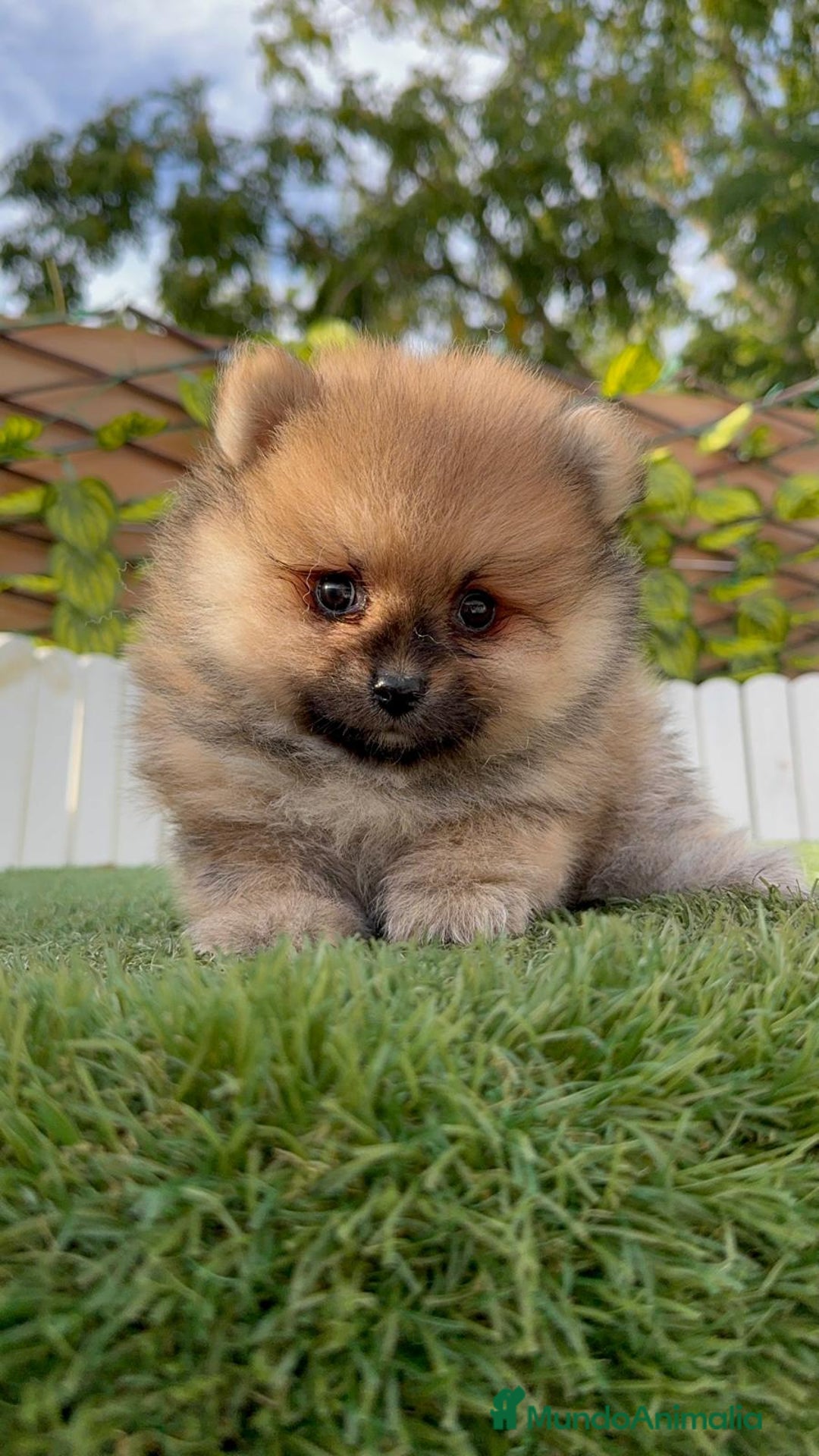 Pomerania perros en venta: POMERANIA - Imagen 10