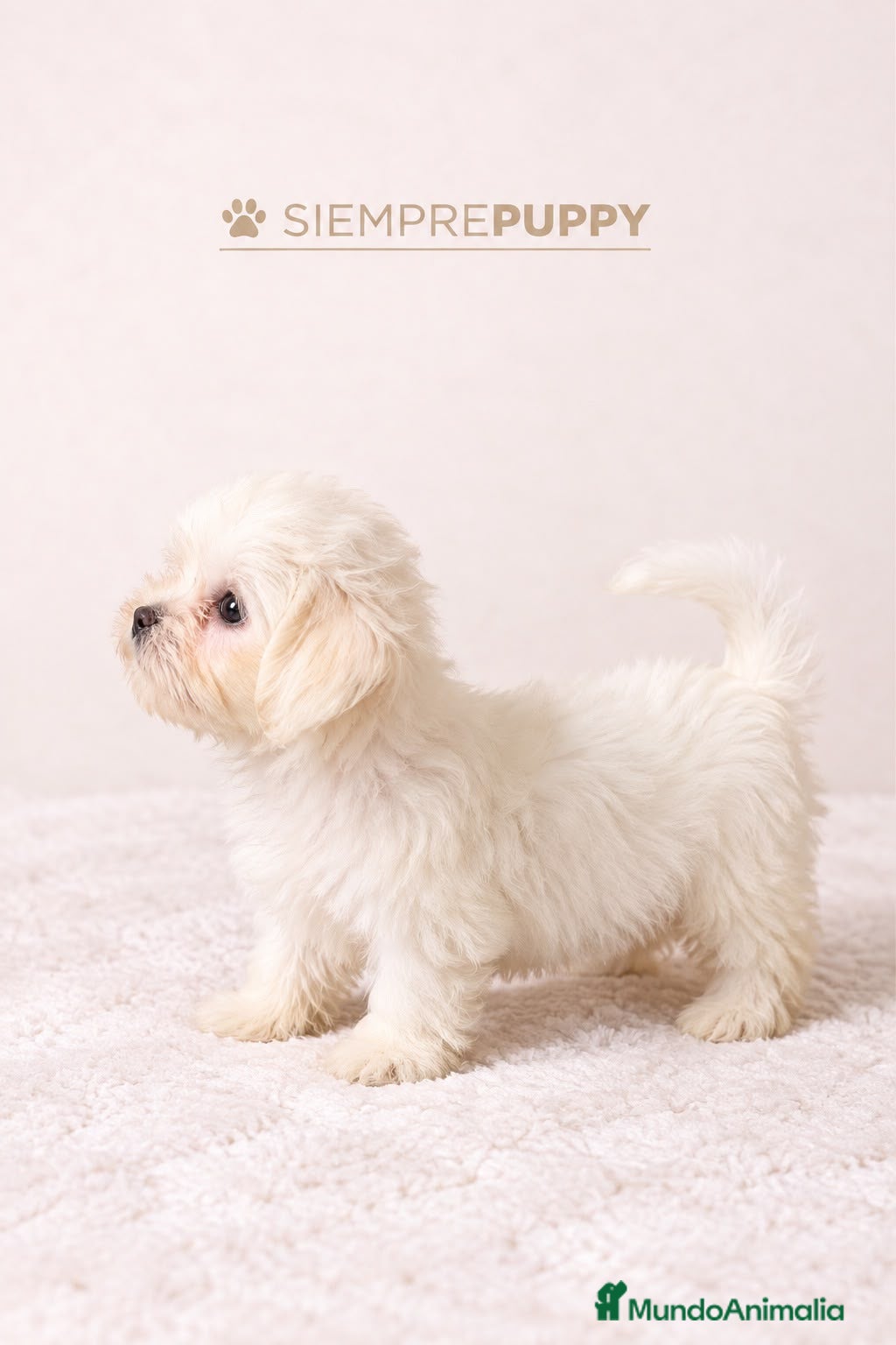 Bichón Maltés perros CACHORRITOS BICHÓN MALTÉS - Anuncio 1