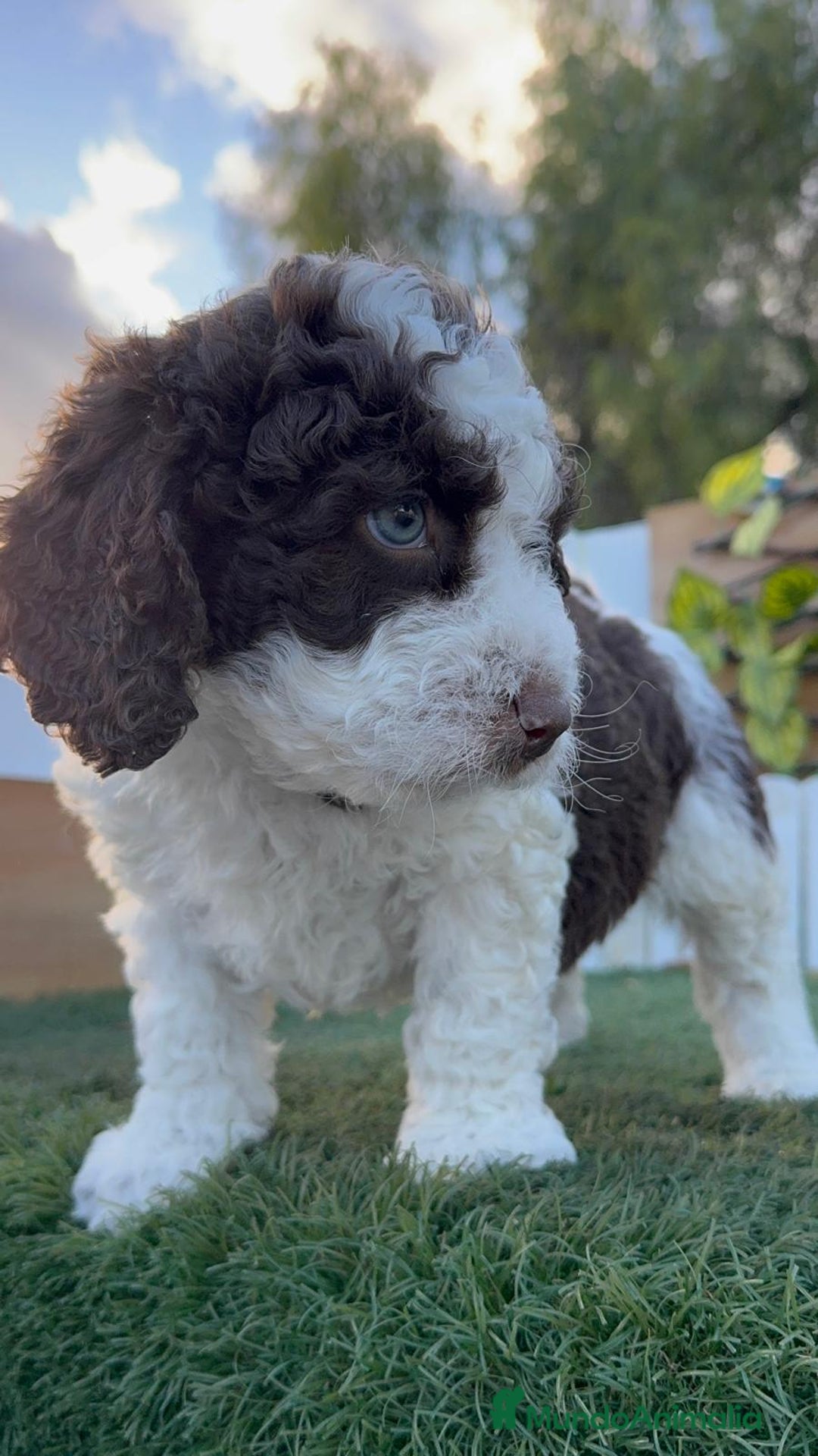 Perro de Agua Español perros en venta: PERRO DE AGUA ESPAÑOL - Anuncio 8