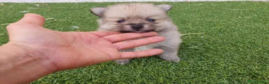 Pomerania 2