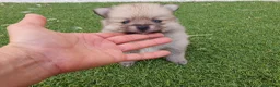 Pomerania perros en venta: Pomeranias mini ositas - Anuncio 5