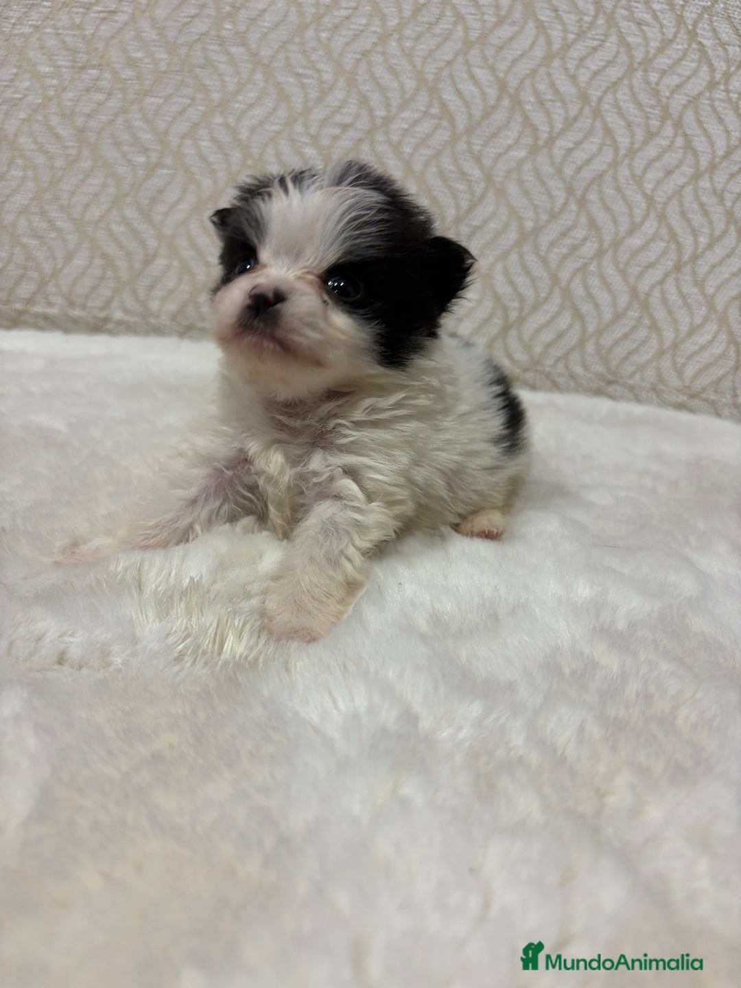 Pomerania perros en venta: Lulu Pomerania macho mini Toy color party - Anuncio 22