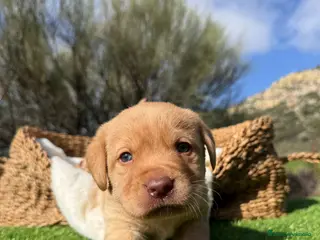 Labrador Retriever perros LABRADOR - Anuncio 2