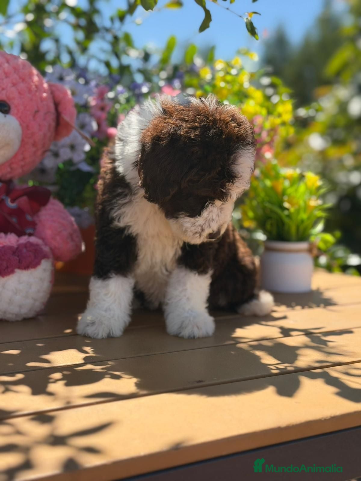 Perro de Agua Español perros Preciosa cachorra de perro de aguas - Anuncio 20