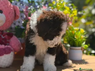 Perro de Agua Español perros Preciosa cachorra de perro de aguas - Anuncio 20