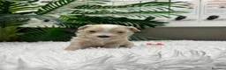 Maltipoo perros en venta: MALTIPOO 💙 - Anuncio 17